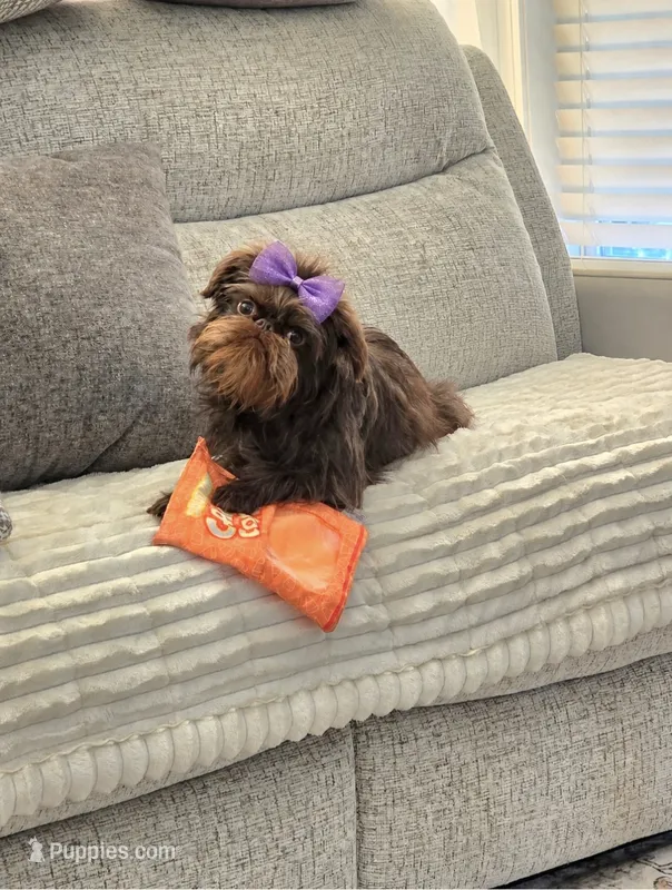 Snookie – Brussels Griffon puppy for sale in Broadway, VA
