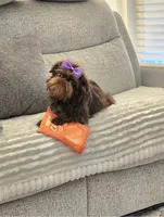 Snookie, a female Brussels Griffon for sale in Broadway, VA – 1 of 6