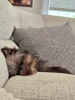 Snookie, a female Brussels Griffon for sale in Broadway, VA – 4 of 7
