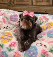 Snookie, a female Brussels Griffon for sale in Broadway, VA – 3 of 6