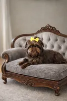 Snookie, a female Brussels Griffon for sale in Broadway, VA – 4 of 6