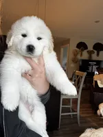Light blue female , a female Great Pyrenees and English Cream Golden Retriever for sale in Eau Claire, WI – 2 of 5