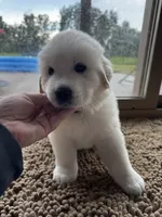 Black female , a female Great Pyrenees and English Cream Golden Retriever for sale in Eau Claire, WI – 4 of 4