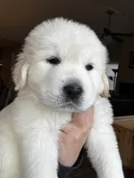 Light pink female , a female Great Pyrenees and English Cream Golden Retriever for sale in Eau Claire, WI – 2 of 5