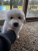 Light blue female , a female Great Pyrenees and English Cream Golden Retriever for sale in Eau Claire, WI – 3 of 5