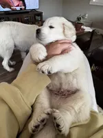 Blue boy , a male Great Pyrenees and English Cream Golden Retriever for sale in Eau Claire, WI – 3 of 5