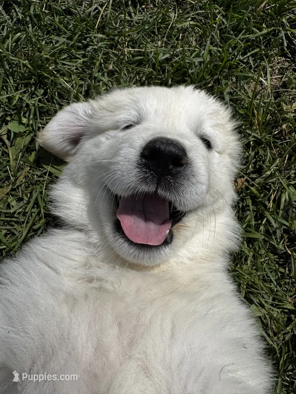 Yellow female  – Great Pyrenees, English Cream Golden Retriever puppy for sale in Eau Claire, WI