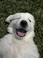 Yellow female , a female Great Pyrenees and English Cream Golden Retriever for sale in Eau Claire, WI – 1 of 6