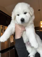Black female , a female Great Pyrenees and English Cream Golden Retriever for sale in Eau Claire, WI – 2 of 4