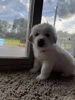 Hot pink female , a female Great Pyrenees and English Cream Golden Retriever for sale in Eau Claire, WI – 2 of 4