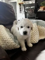 Blue boy , a male Great Pyrenees and English Cream Golden Retriever for sale in Eau Claire, WI – 1 of 5