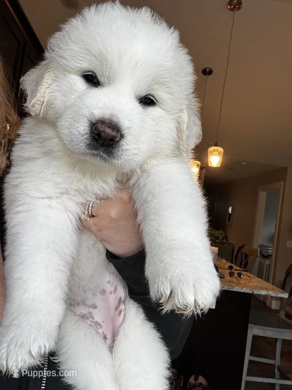 Hot pink female  – Great Pyrenees, English Cream Golden Retriever puppy for sale in Eau Claire, WI
