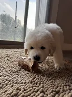 Light pink female , a female Great Pyrenees and English Cream Golden Retriever for sale in Eau Claire, WI – 5 of 5
