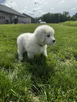 Purple girl , a female Great Pyrenees and English Cream Golden Retriever for sale in Eau Claire, WI – 4 of 7