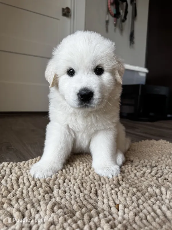 Black female  – Great Pyrenees, English Cream Golden Retriever puppy for sale in Eau Claire, WI