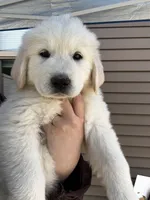 Yellow female , a female Great Pyrenees and English Cream Golden Retriever for sale in Eau Claire, WI – 2 of 6