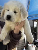 Purple girl , a female Great Pyrenees and English Cream Golden Retriever for sale in Eau Claire, WI – 5 of 7