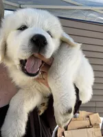 Purple girl , a female Great Pyrenees and English Cream Golden Retriever for sale in Eau Claire, WI – 1 of 7