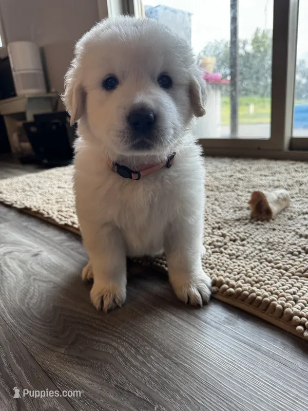 Light pink female  – Great Pyrenees, English Cream Golden Retriever puppy for sale in Eau Claire, WI