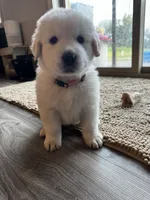 Light pink female , a female Great Pyrenees and English Cream Golden Retriever for sale in Eau Claire, WI – 1 of 5