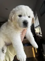 Blue boy , a male Great Pyrenees and English Cream Golden Retriever for sale in Eau Claire, WI – 5 of 5