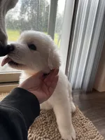 Hot pink female , a female Great Pyrenees and English Cream Golden Retriever for sale in Eau Claire, WI – 4 of 4