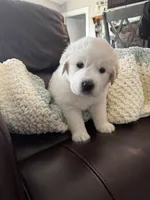 Blue boy , a male Great Pyrenees and English Cream Golden Retriever for sale in Eau Claire, WI – 4 of 5