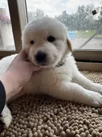 Light pink female , a female Great Pyrenees and English Cream Golden Retriever for sale in Eau Claire, WI – 3 of 5