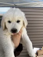 Yellow female , a female Great Pyrenees and English Cream Golden Retriever for sale in Eau Claire, WI – 3 of 6