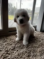 Hot pink female , a female Great Pyrenees and English Cream Golden Retriever for sale in Eau Claire, WI – 3 of 4