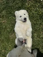 Yellow female , a female Great Pyrenees and English Cream Golden Retriever for sale in Eau Claire, WI – 5 of 6