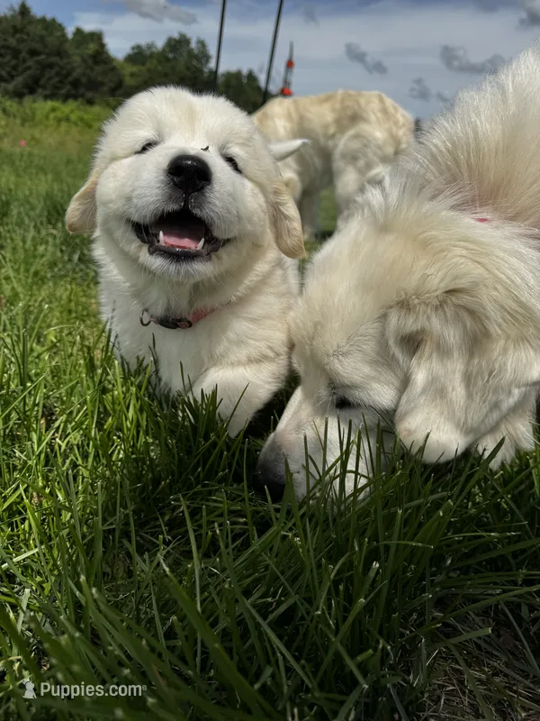 Light pink female  – Great Pyrenees, English Cream Golden Retriever puppy for sale in Eau Claire, WI