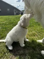 Yellow female , a female Great Pyrenees and English Cream Golden Retriever for sale in Eau Claire, WI – 6 of 6