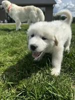 Purple girl , a female Great Pyrenees and English Cream Golden Retriever for sale in Eau Claire, WI – 6 of 7