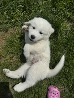 Purple girl , a female Great Pyrenees and English Cream Golden Retriever for sale in Eau Claire, WI – 3 of 7
