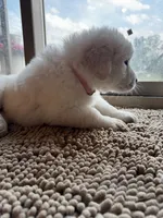 Light pink female , a female Great Pyrenees and English Cream Golden Retriever for sale in Eau Claire, WI – 4 of 5