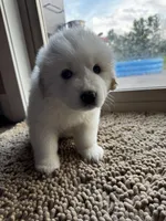 Light blue female , a female Great Pyrenees and English Cream Golden Retriever for sale in Eau Claire, WI – 4 of 5