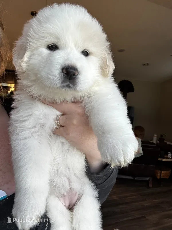 Light blue female  – Great Pyrenees, English Cream Golden Retriever puppy for sale in Eau Claire, WI