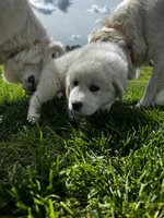 Purple girl , a female Great Pyrenees and English Cream Golden Retriever for sale in Eau Claire, WI – 7 of 7