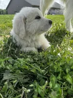 Yellow female , a female Great Pyrenees and English Cream Golden Retriever for sale in Eau Claire, WI – 4 of 6