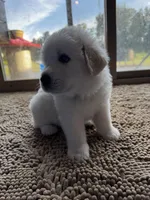 Black female , a female Great Pyrenees and English Cream Golden Retriever for sale in Eau Claire, WI – 3 of 4