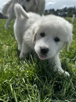 Purple girl , a female Great Pyrenees and English Cream Golden Retriever for sale in Eau Claire, WI – 2 of 7