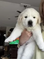 Blue boy , a male Great Pyrenees and English Cream Golden Retriever for sale in Eau Claire, WI – 2 of 5