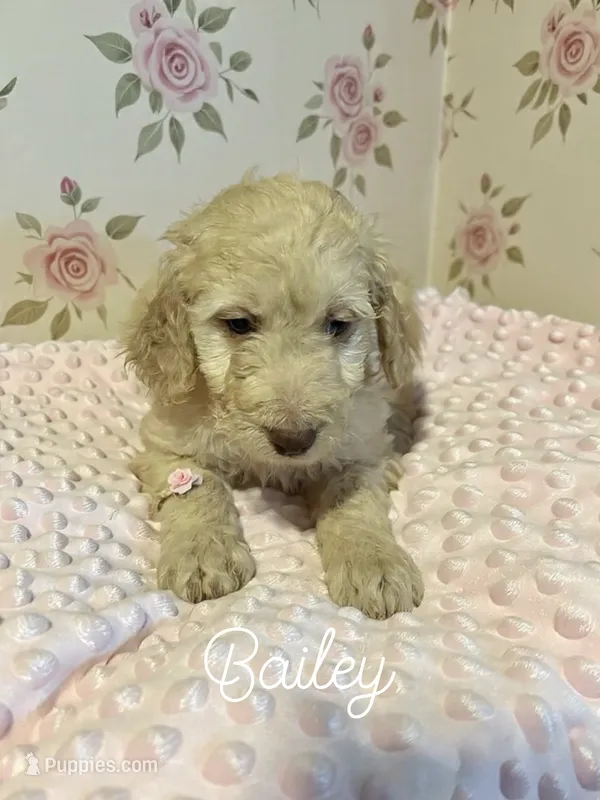 Bailey