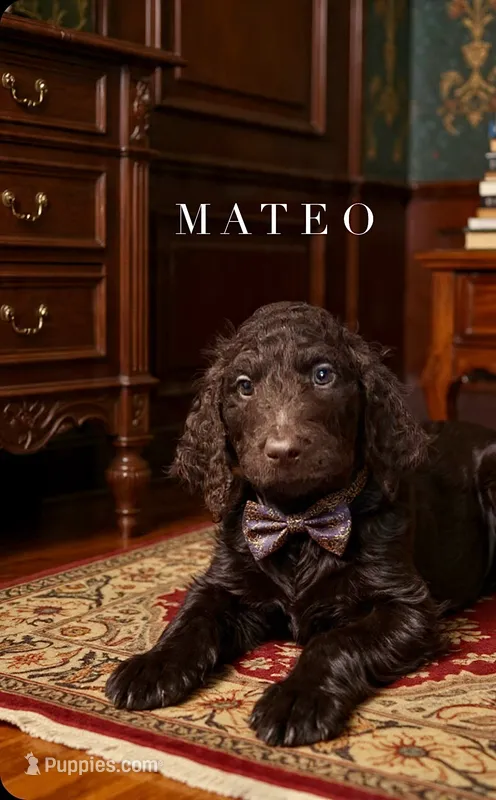 Mateo
