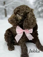 Jukka, a male Goldendoodle and Poodle - Standard  for sale in Webb City, MO – Photo 2 of 2