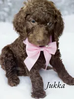 Jukka, a male Goldendoodle and Poodle - Standard  for sale in Webb City, MO – Photo 1 of 2