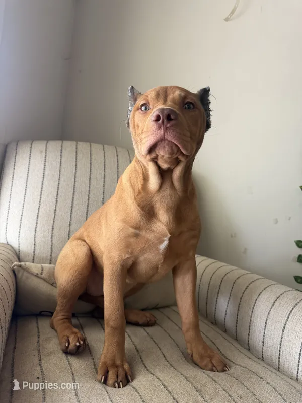Foxy – American Bully puppy for sale in Baltimore, MD