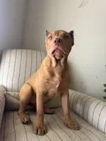Foxy, a female American Bully for sale in Baltimore, MD – 1 of 5