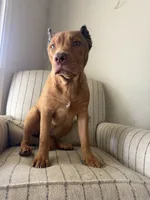 Foxy, a female American Bully for sale in Baltimore, MD – 4 of 5